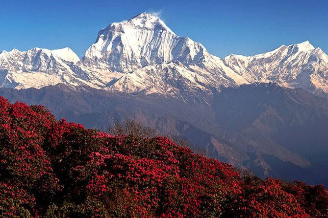 10 Days Private Guided Annapurna Basecamp Trek via Poon Hill - Meals and Refreshments