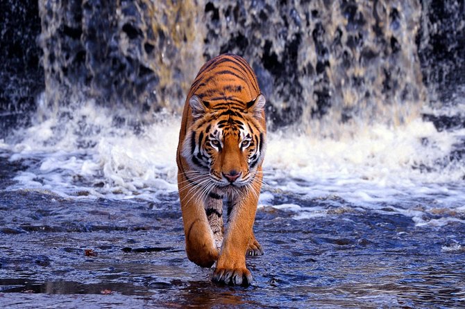 12 Day Classic Rajasthan Tour-Taj Mahal, Tigers, Lakes & Wildlife - Wildlife Experience in Ranthambore