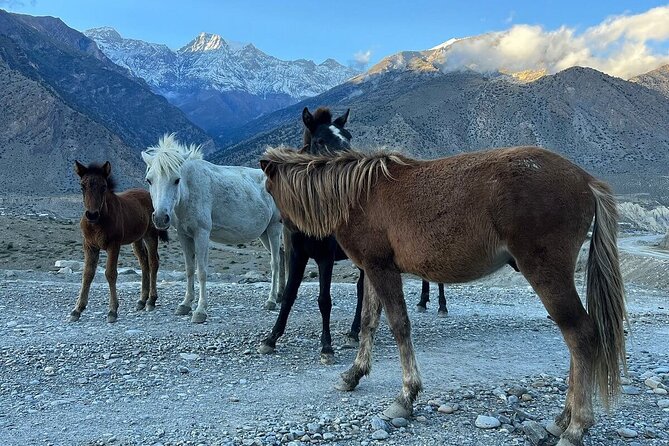 12 Days Overland Tour to Upper Mustang - Itinerary Highlights