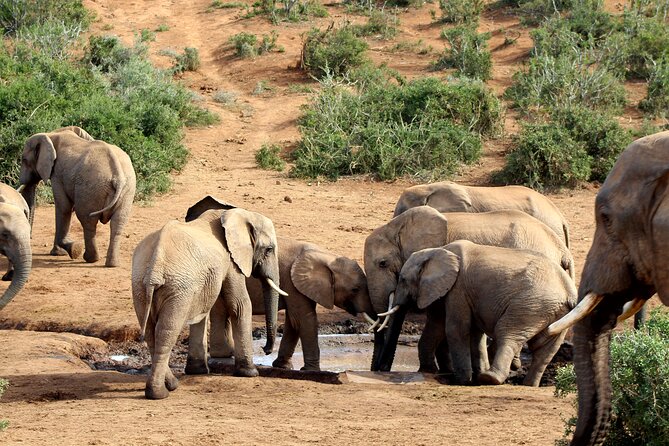 2 Day Addo Elephant Park Safari - Meeting Point and Accommodation