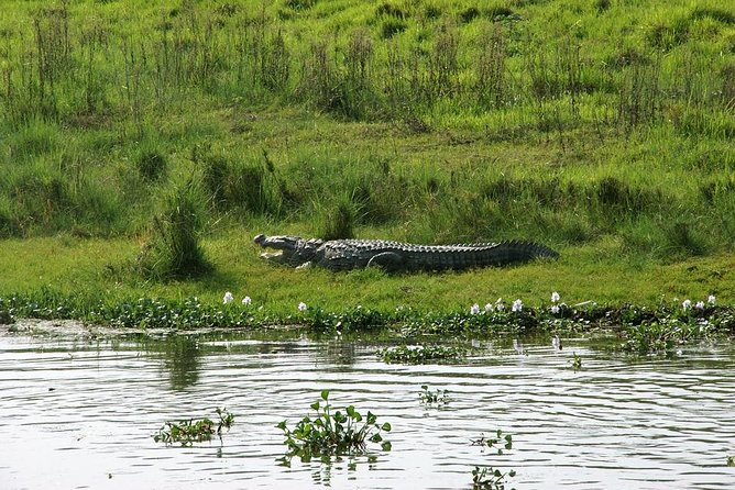 2 Day Chitwan National Park Tour From Kathmandu - Wildlife Safari Experience