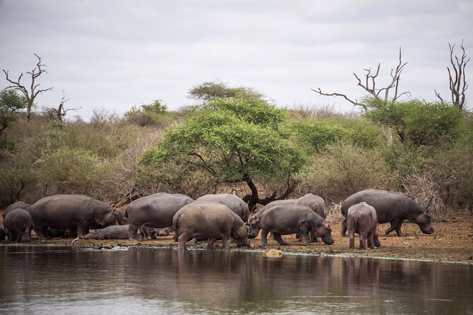 2-Day Kruger National Park Safari From Johannesburg - Itinerary Highlights