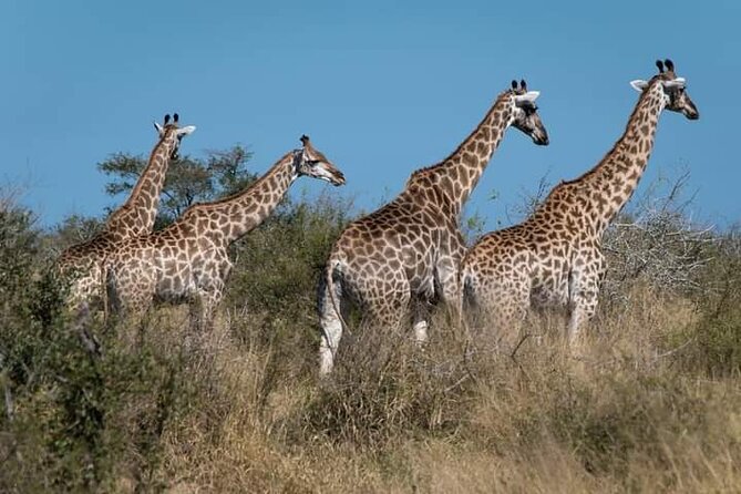 2 Day Kruger National Park Safari - Accommodation Options