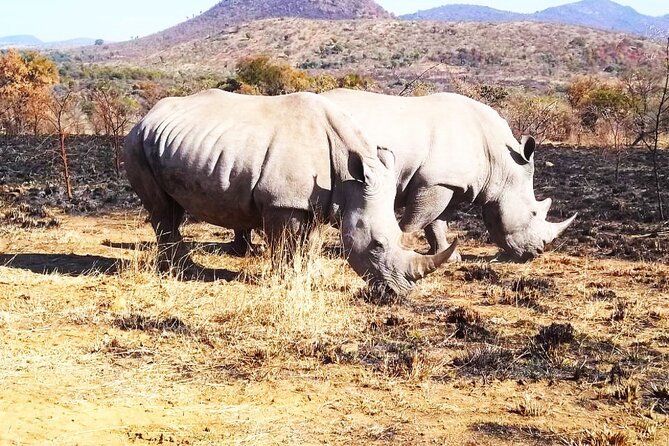 2 Day Private Pilanesberg Guided Tour - Wildlife Spotting Experience