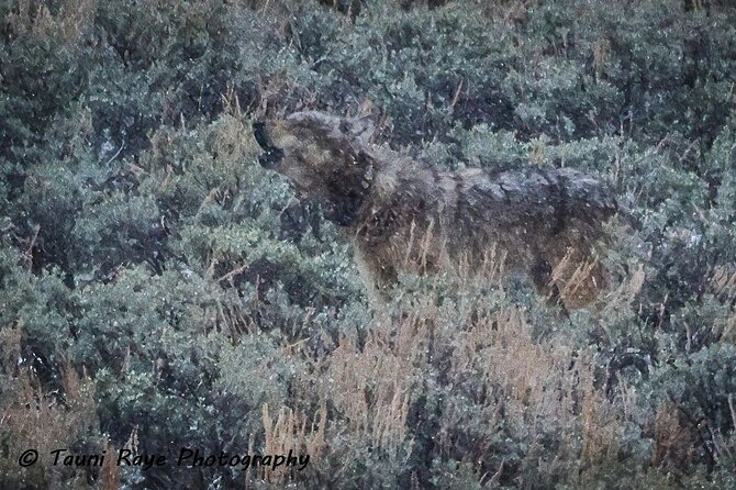 2-Day Private Yellowstone Tour(Lower and Upper Loops W Iconic Sites) W Lunch - Inclusions and Amenities