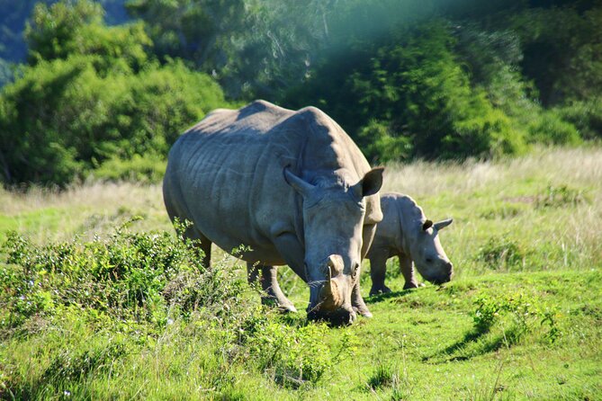 2 Days Pilanesberg National Park Luxury Safari - Safari Itinerary