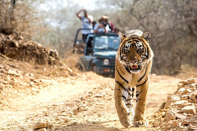 2-Days Private Ranthambhore Tiger Tour From Jaipur - Cancellation Policy Information