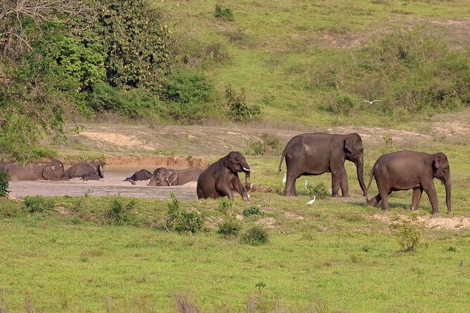 2-Days Private Tour: Kui Buri Wildlife Safari & Sam Roi Yod National Park - Wildlife Encounters