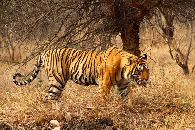 2 Days Ranthambore Tiger Safari With Tickets - Accommodation Options