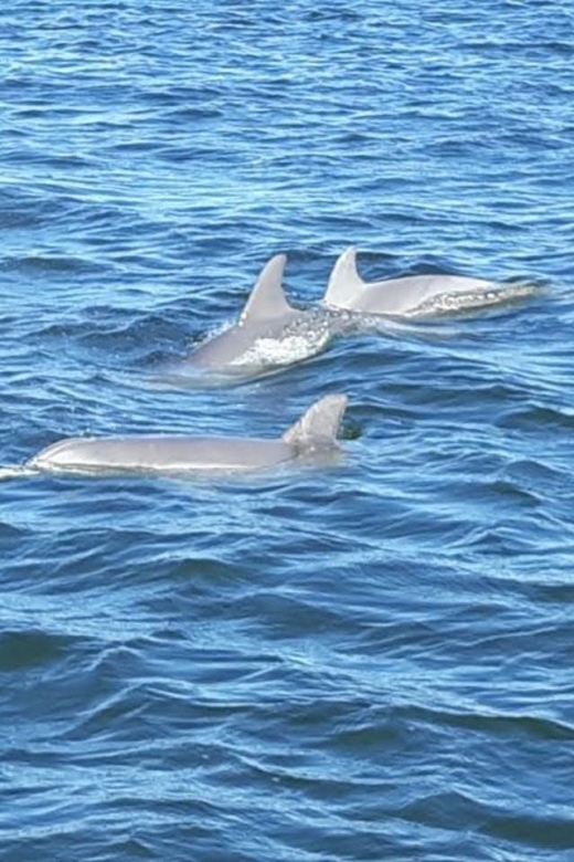 2-Hour Dolphin and Nature Eco Tour From Orange Beach - Experience and Sightings
