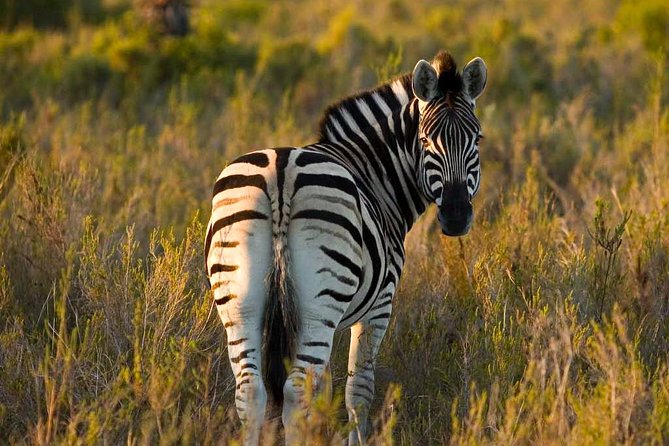 2-Hour Game Drive at the Plettenberg Bay Game Reserve - Booking Benefits