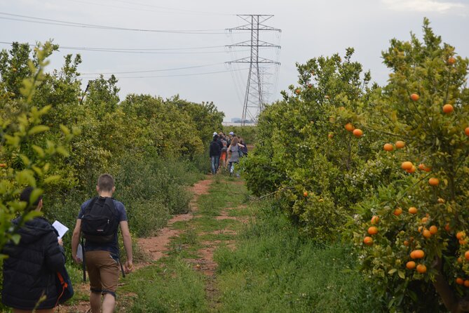2-Hour Tour Through the Stately Orchard With Orange Tasting - Orange Varieties Tasting Experience