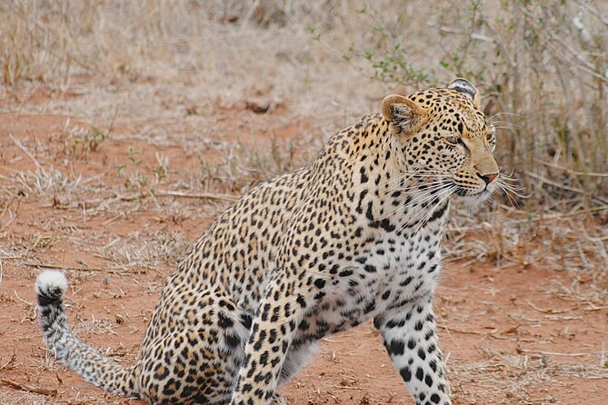 2 Nights Lion King Safari to Kruger From Nelspruit - Wildlife Viewing and Game Drives