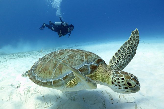 2-Tank Morning or Afternoon Dives in Playa Del Carmen Certified Divers Only - Inclusions