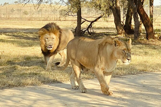 3-Day Johannesburg Tour With Pilanesberg National Park Safari - Accommodation Details