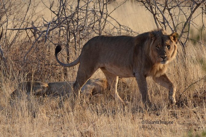 3 Day Kruger Park Camping Safari Adventure - Booking Information and Tips