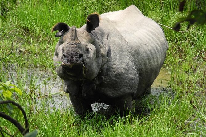 3 Days Chitwan Jungle Safari - Accommodation and Meals