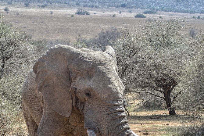 3 Hour Pilanesberg Afternoon Open Vehicle Safari Drive (Self Drive) - Reviews, Pricing, and Directions