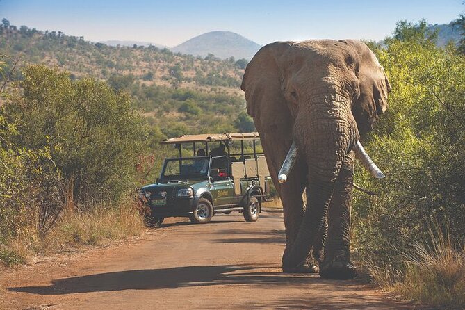 3-Hour Private Game Drive in Pilanesberg National Park - Duration and Inclusions