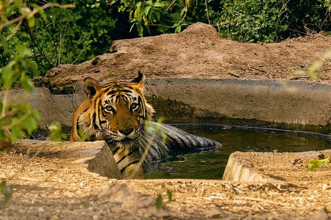 3-Hour Private Safari in Sariska Tiger Reserve - Safari Pricing and Options