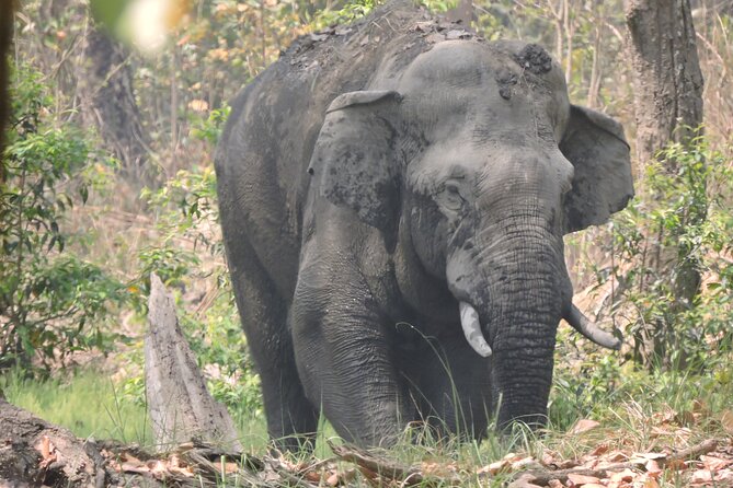 3 Nights 4 Days Bardia Tiger Tracking Tour / Bardia Jungle Safari - Booking Information