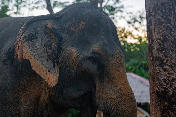 30-Minutes Guided Tour & Transfer to Khaolak Elephant Sanctuary - Additional Info