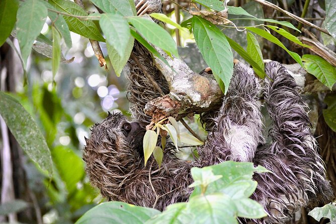 4-Day Excursion to Ecuador's Cuyabeno Wildlife Reserve  - Nueva Loja - Itinerary Overview