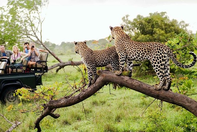 4-Day Kruger National Park & Panorama Route Tented Safari - Safari Experience Highlights