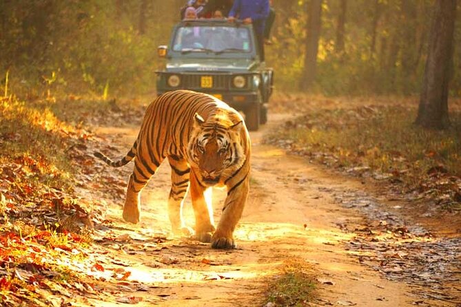 4-Day Private Ranthambhore Tiger Tour Including Delhi, Agra and Jaipur - Booking Process and Logistics