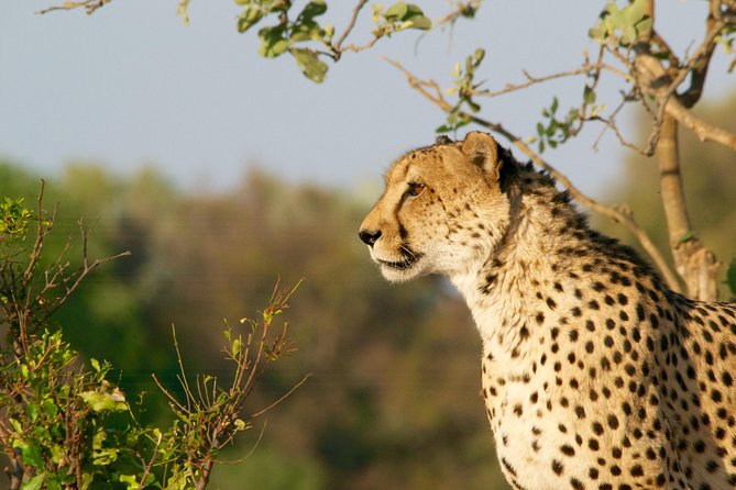 4 Days Kruger Park Big 5 Safari and Awesome Panorama Route - Safari Experience Highlights