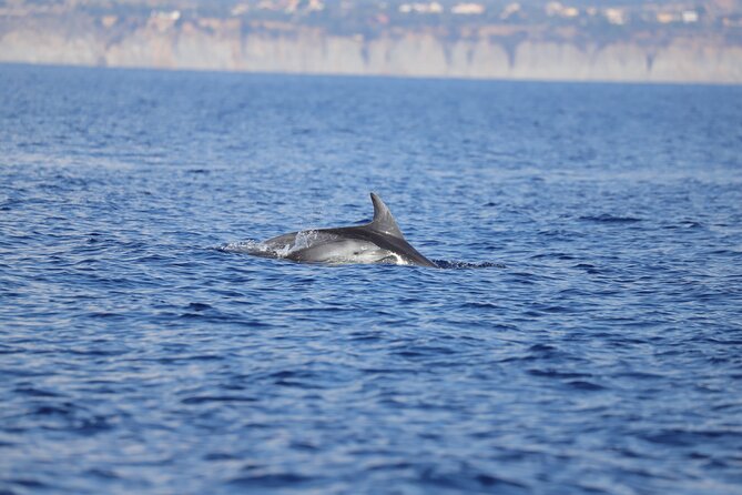 4 Hours Dolphin Watching Tour in Porto Empedocle - Insider Tips for an Unforgettable Experience