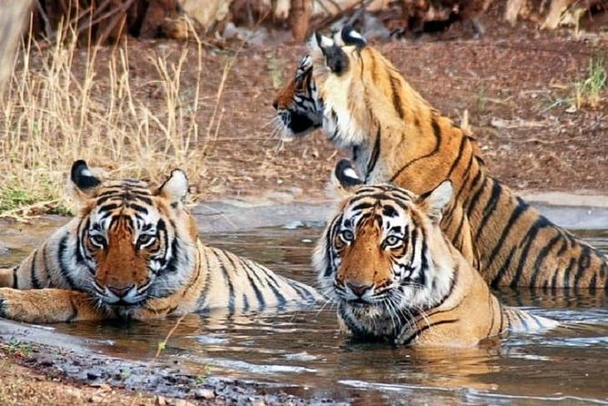 5-Day Private Delhi, Agra and Jaipur With Ranthambhore Tiger Tour From Delhi - Inclusions and Exclusions