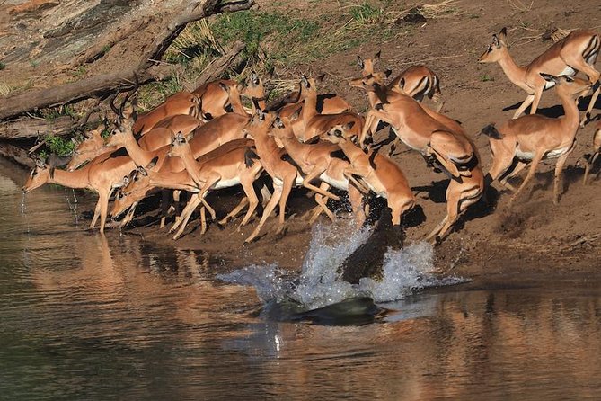 5 Day Wildlife Photographic Safari - Kruger National Park - B1 Photo Safaris - Accommodation and Meals Included