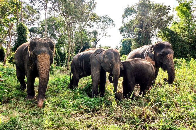 6 Hours Elephant Care and Jungle Tour by 4WD in Koh Samui - Itinerary Highlights