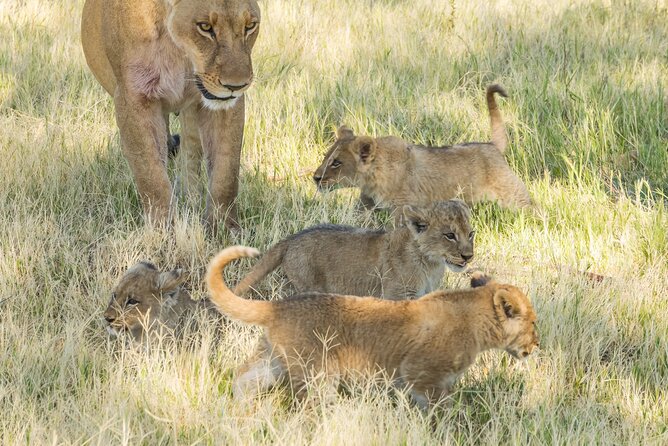 6 Hours Ultimate Pilanesberg Open Vehicle Day Tour - Open Vehicle Experience