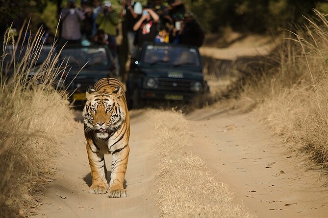 7 Days Private Tour of Taj Mahal, Tigers, Palace and Forts of India - Logistics and Pickup Details