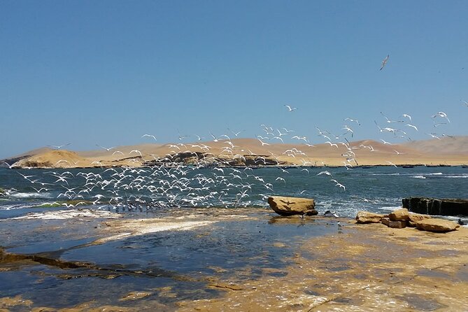 7-Hours Tour in Paracas National Reserve With Pickup - Tour Inclusions
