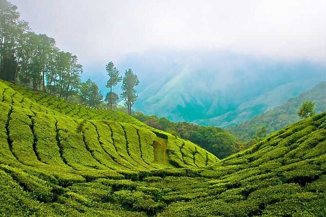 7-Night Kerala Tour to Kochi, Munnar, Periyar, Allepey and Kovalam - Meeting and Pickup Details