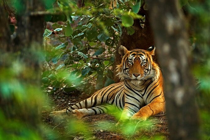 8-Day Private Golden Triangle Tour With a Ranthambore Wildlife Safari From Delhi - Pricing Details