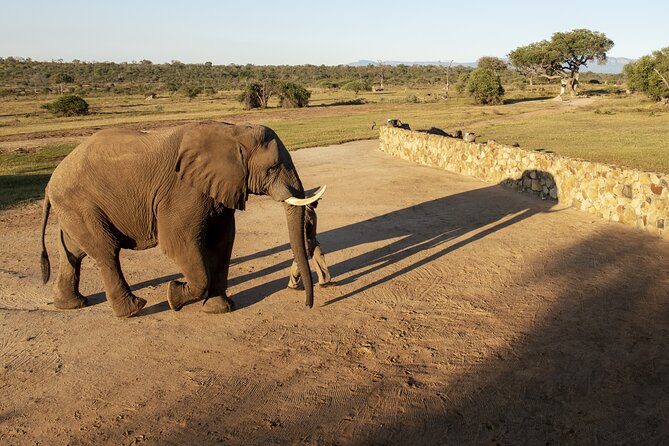 90-minute Elephant Watching Experience in Hoedspruit - Provider Details