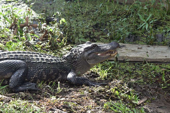 90-Minute Jean Lafitte Swamp and Bayou Tour With Transportation - Tour Duration