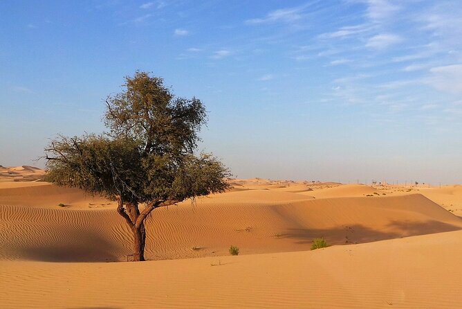 Abu Dhabi Desert Safari With BBQ, Camel Ride, and Arabian Show - Camel Ride Adventure