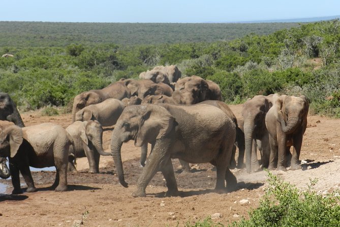 Addo Elephant 5 Hour Morning Safari. - Potential Species Sightings