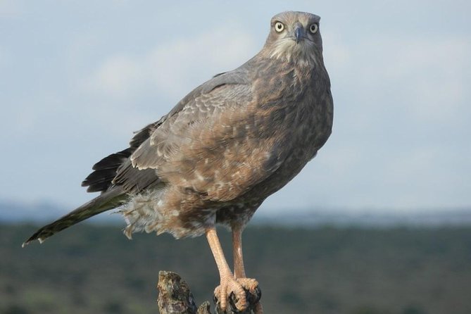 Addo Elephant National Park 4x4 Tour Kabouga Section - An Amazing Diversity FD05 - Picnic Lunch Experience