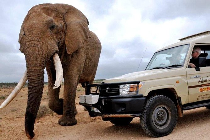 Addo Elephant National Park From Port Elizabeth - FD01 - Wildlife Encounters