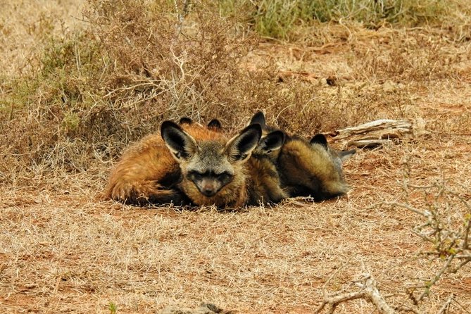 Addo Elephant National Park Full Day Safari - Inclusions