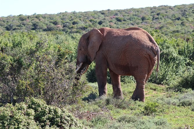 Addo Elephant Park Multi-Day Photo Safari - Additional Information and Resources