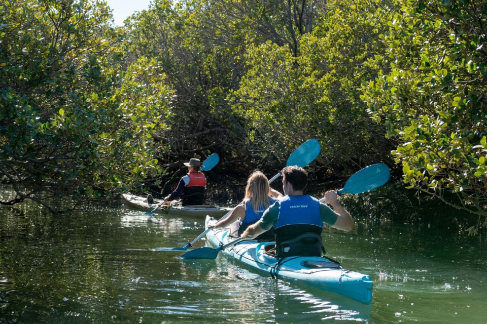 Adelaide: Dolphin Sanctuary Eco Kayaking Tour - Activity Description