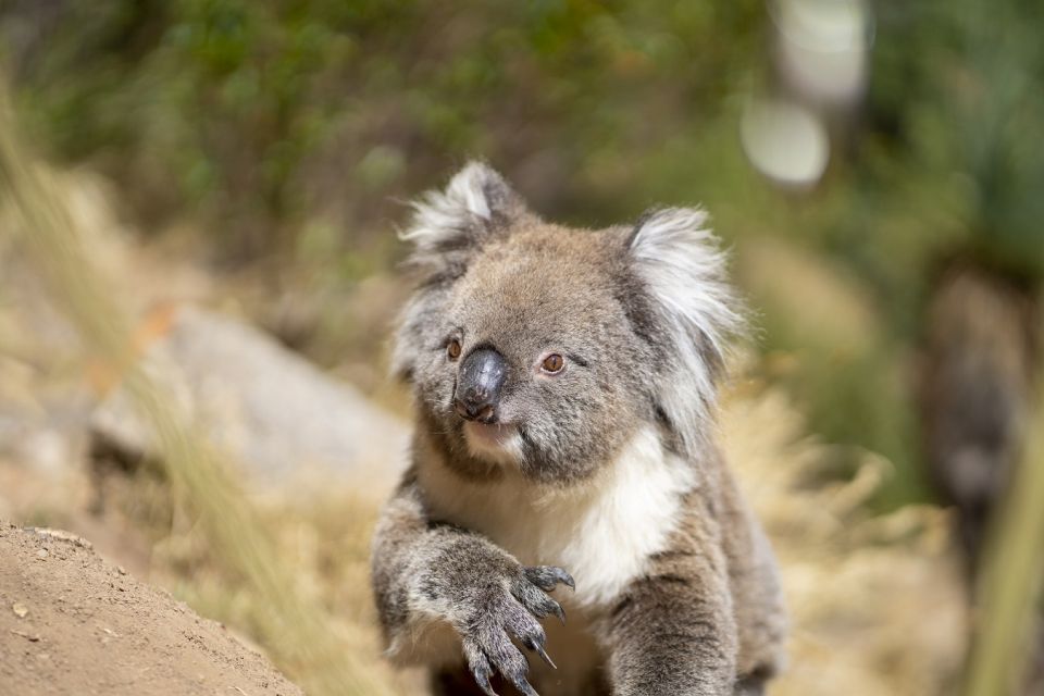 Adelaide: Rock Climbing and Abseiling Experience in Morialta - Highlights