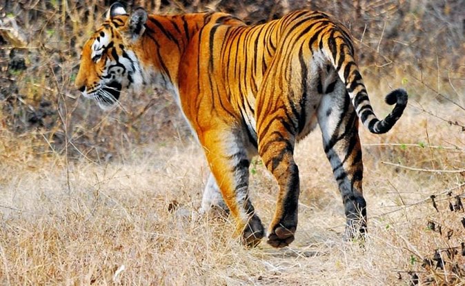 Adventures Ranthambore Wildlife Safari Tour From Delhi With Safari Rides - Safari Experiences
